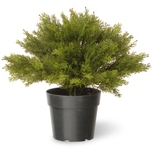 Artificial Globe Cedar in Grower's Pot, 38 cm