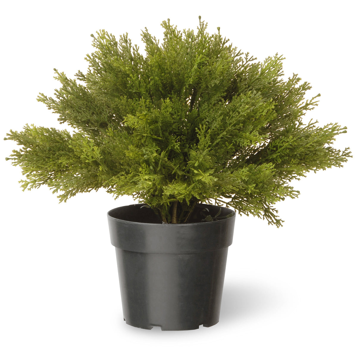Artificial Globe Cedar in Grower's Pot, 38 cm