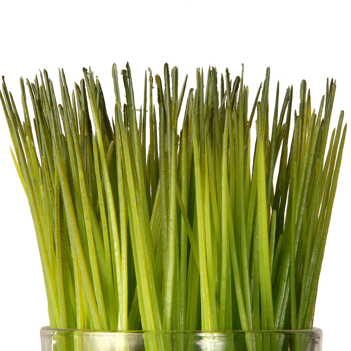 Artificial Plant Sprouts in Glass Cups, Live Laugh Love, Set of 3
