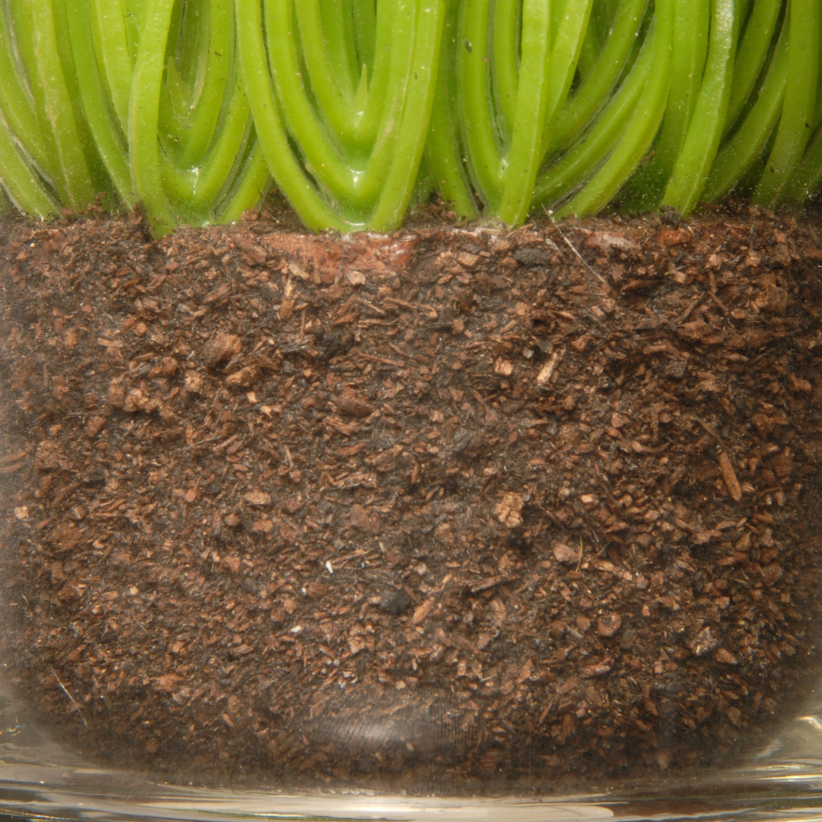 Artificial Plant Sprouts in Glass Cups, Live Laugh Love, Set of 3